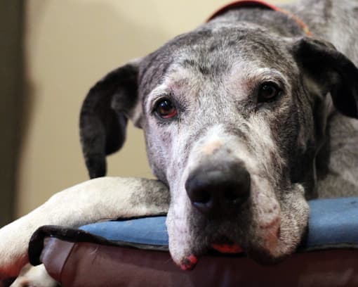 Senior Great Dane relaxing — Adopt a Senior Great Dane with RMGDRI