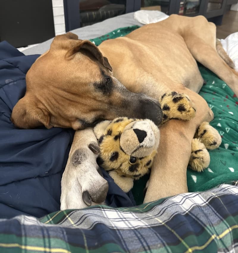 A Great Dane snuggling with a stuffed toy