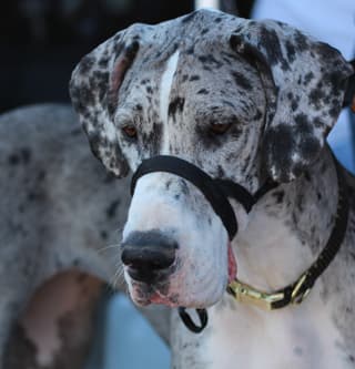 Event volunteer with Great Danes