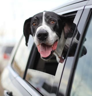 Transport volunteer with Great Dane